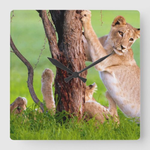 African Lions Kgalagadi Square Wall Clock