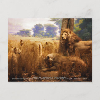 African Lions Postcard