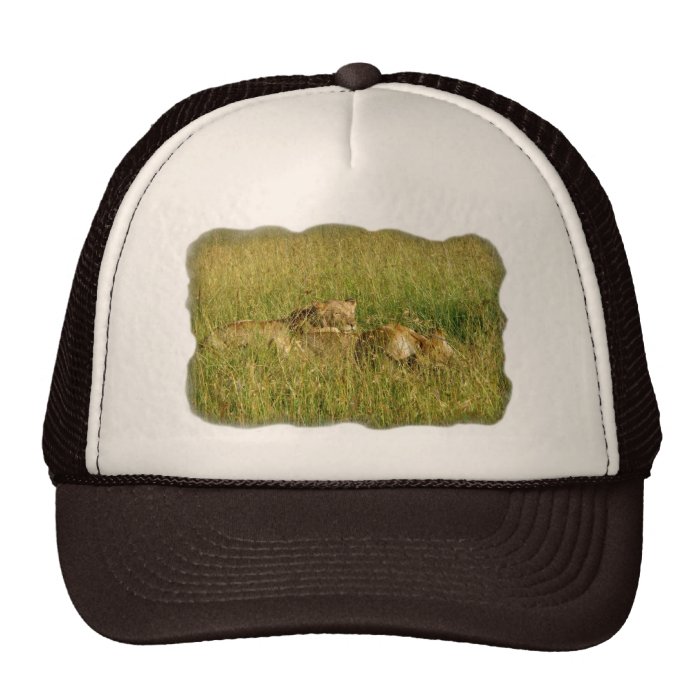 African Lions Resting in Savannah Grass Hats