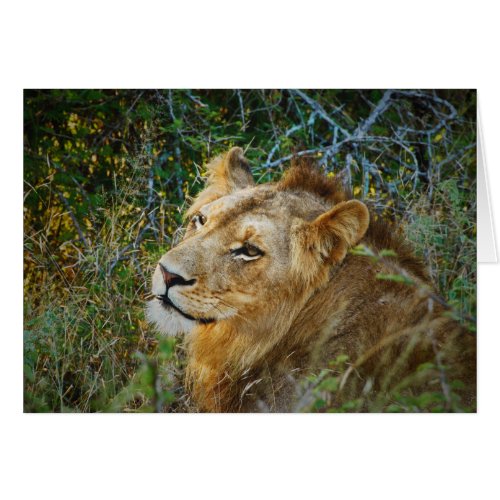 African male lion blank all occasion cards