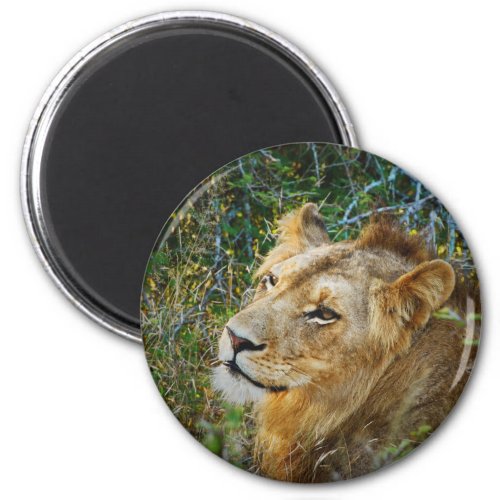 African male lion fridge magnets