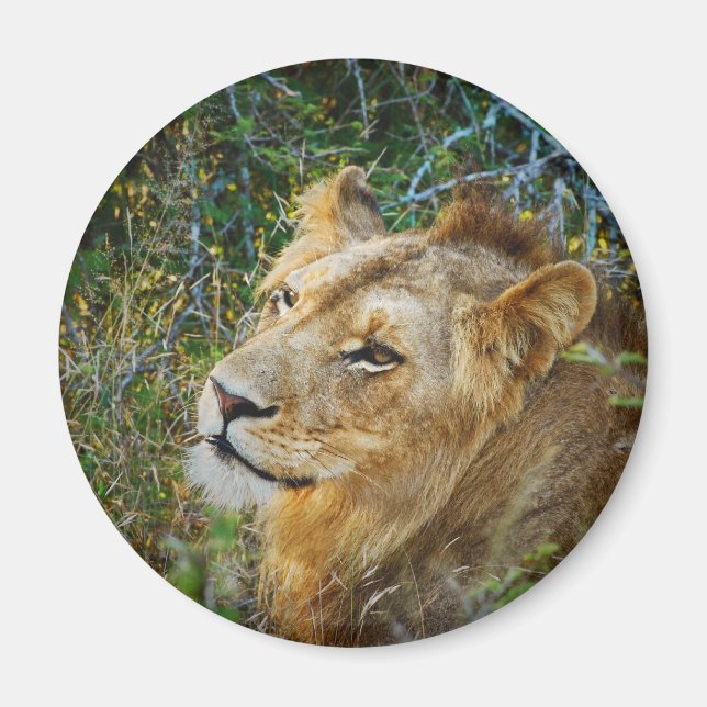 African male lion fridge magnets (Front)