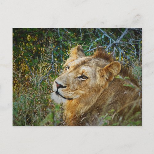 African male lion greeting cards
