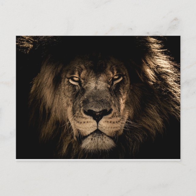 AFRICAN MALE LION POSTCARDS (Front)