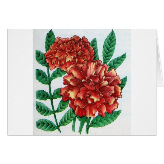 African marigolds cards (Front Horizontal)