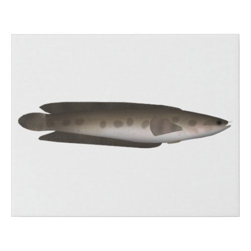 African Obscure Snakehead Faux Canvas Print
