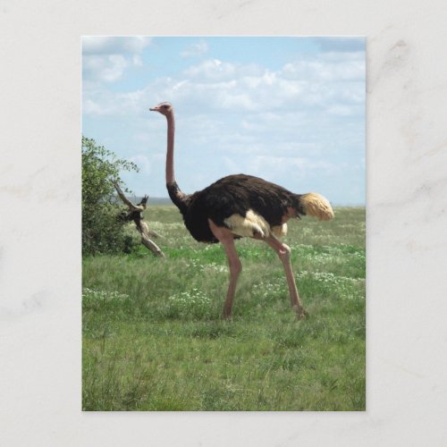 African Ostrich Wildlife of Africa Postcard