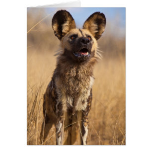 African Painted Wild Dog