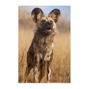 African Painted Wild Dog Acrylic Print