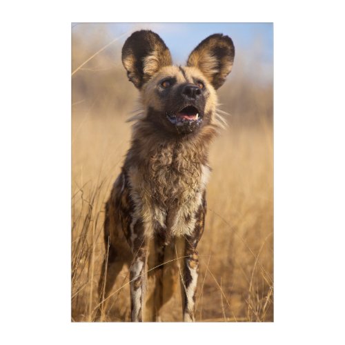 African Painted Wild Dog Acrylic Print