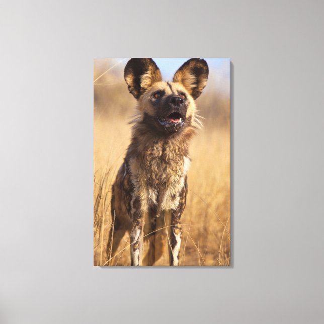 African Painted Wild Dog Canvas Print (Front)