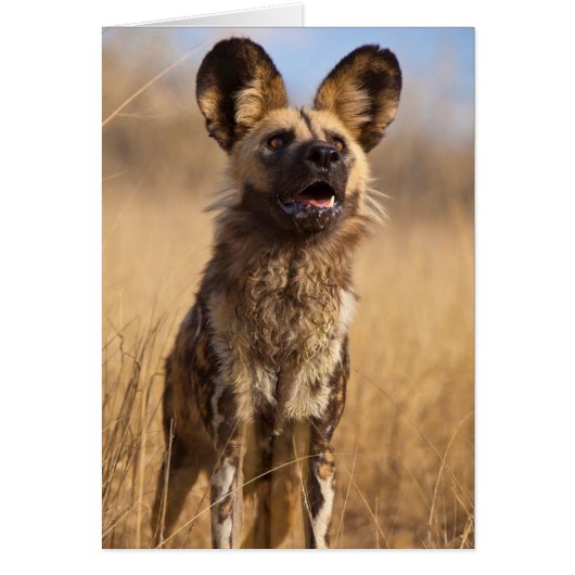 African Painted Wild Dog Cards (Front)