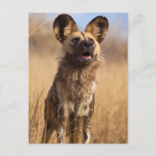 African Painted Wild Dog Postcard