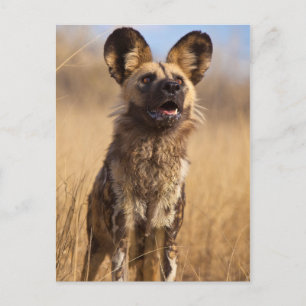 African Painted Wild Dog Postcard