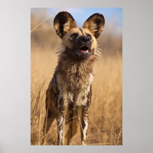 African Painted Wild Dog Poster