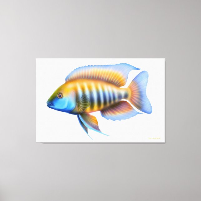 African Peacock Cichlid Fish Wrapped Canvas Print (Front)