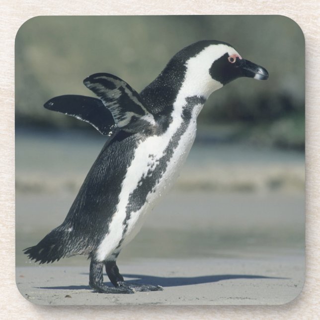 African Penguin Beverage Coaster (Front)
