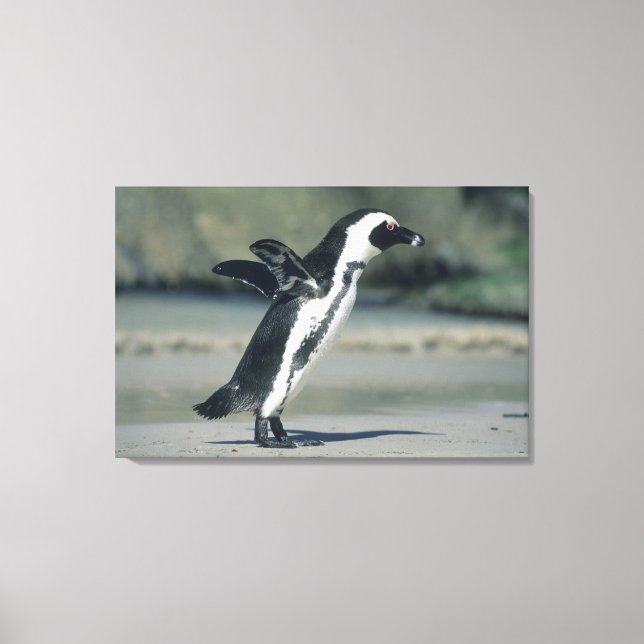 African Penguin Canvas Print (Front)
