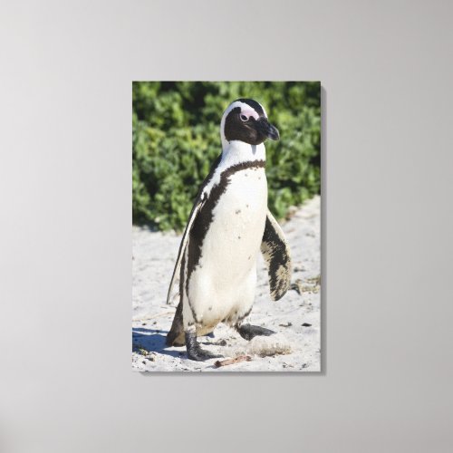 African Penguin formerly known as Jackass Canvas Print
