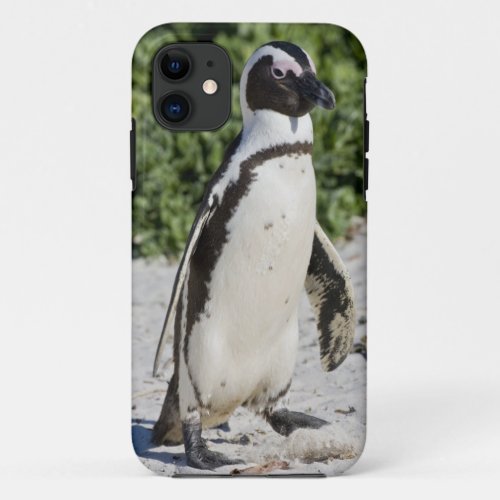 African Penguin formerly known as Jackass iPhone 11 Case