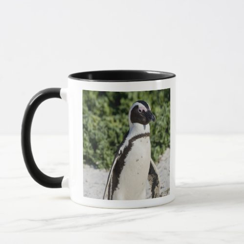African Penguin formerly known as Jackass Mug