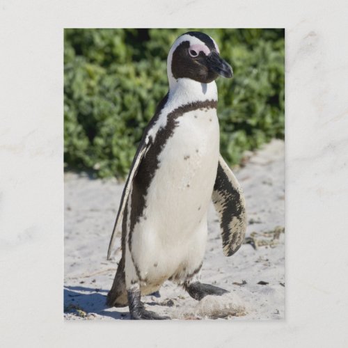 African Penguin formerly known as Jackass Postcard