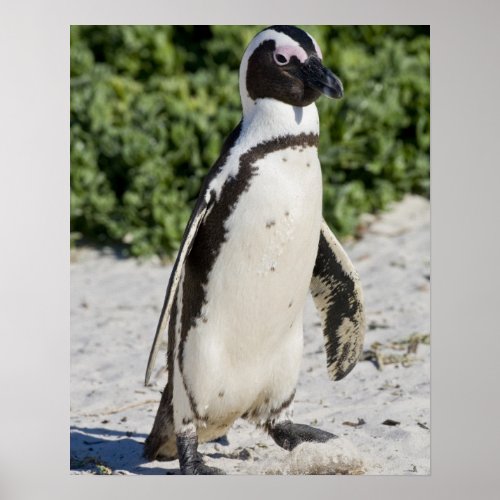 African Penguin formerly known as Jackass Poster
