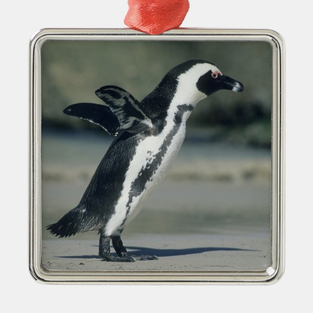 African Penguin Metal Ornament (Front)