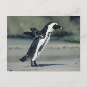 African Penguin Postcard