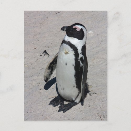 African Penguin _ Postcard