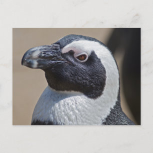 African Penguin Postcard