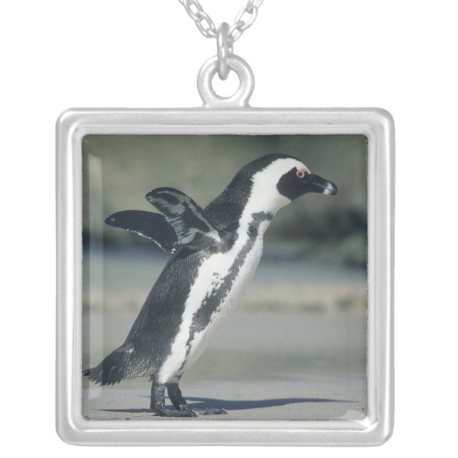 African Penguin Silver Plated Necklace (Front)