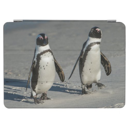 African penguin Spheniscus demersus2 iPad Air Cover