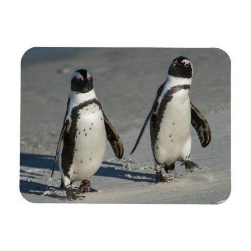 African penguin Spheniscus demersus2 Magnet
