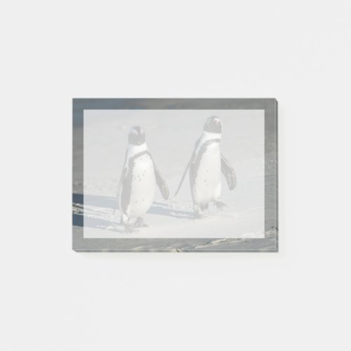 African penguin Spheniscus demersus2 Post_it Notes