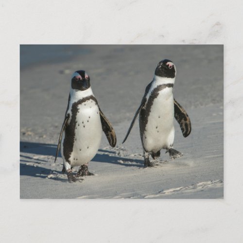 African penguin Spheniscus demersus2 Postcard