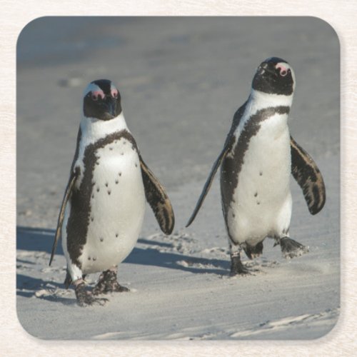 African penguin Spheniscus demersus2 Square Paper Coaster