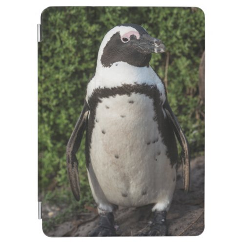 African penguin Spheniscus demersus 4 iPad Air Cover