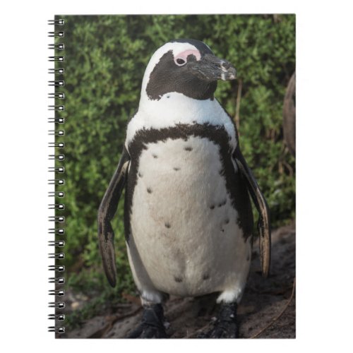 African penguin Spheniscus demersus 4 Notebook