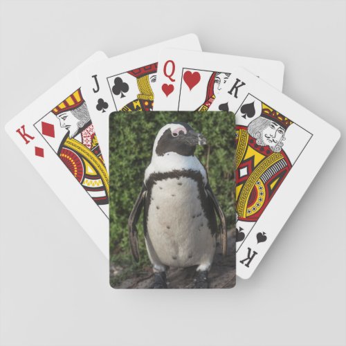 African penguin Spheniscus demersus 4 Poker Cards