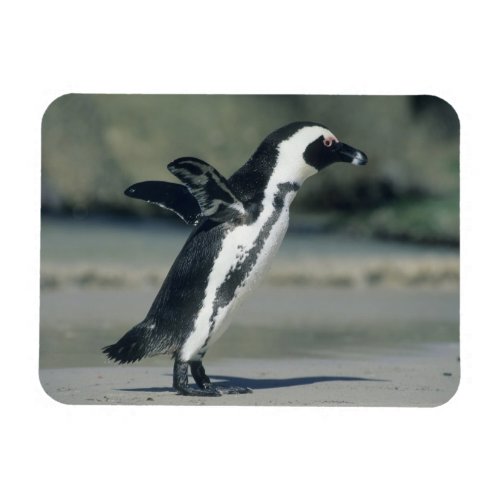 African Penguin Spheniscus demersus coming Magnet