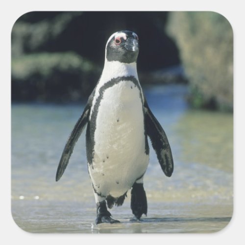 African Penguin Spheniscus demersus coming Square Sticker