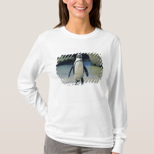 African Penguin Spheniscus demersus coming T_Shirt