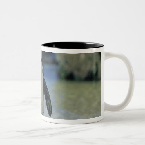 African Penguin Spheniscus demersus coming Two_Tone Coffee Mug