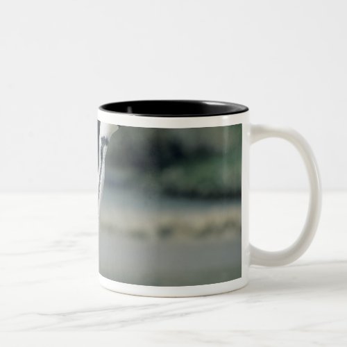 African Penguin Spheniscus demersus coming Two_Tone Coffee Mug