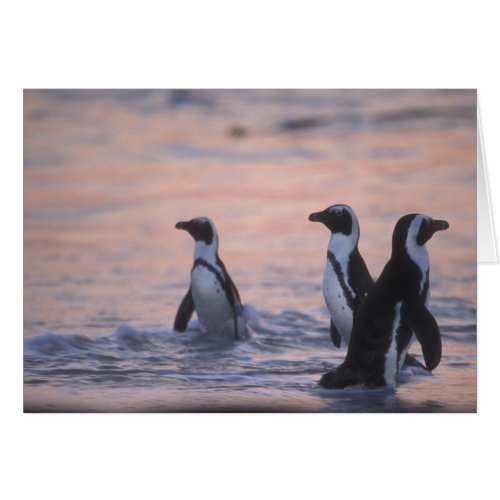 African Penguin Spheniscus demersus or Jackass 3