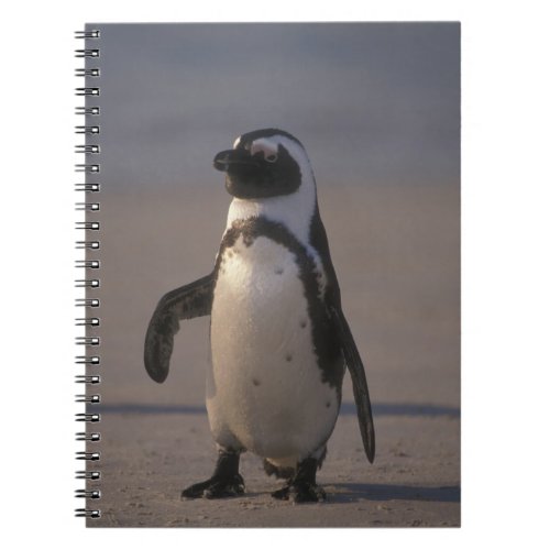 African Penguin Spheniscus demersus or Jackass Notebook