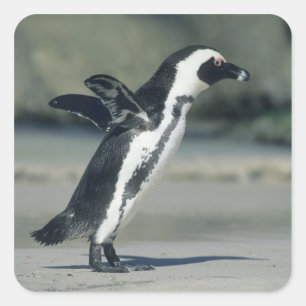 African Penguin Square Sticker