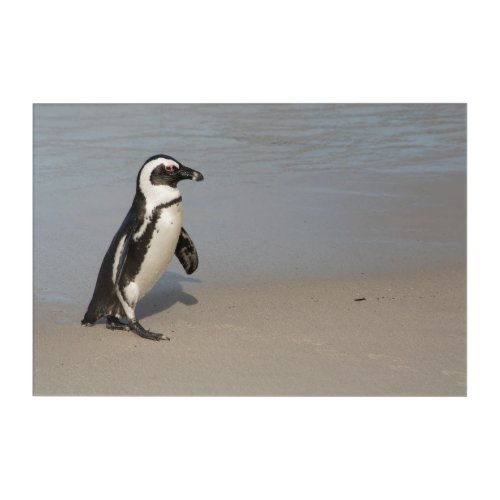 African Penguin Walking Acrylic Print