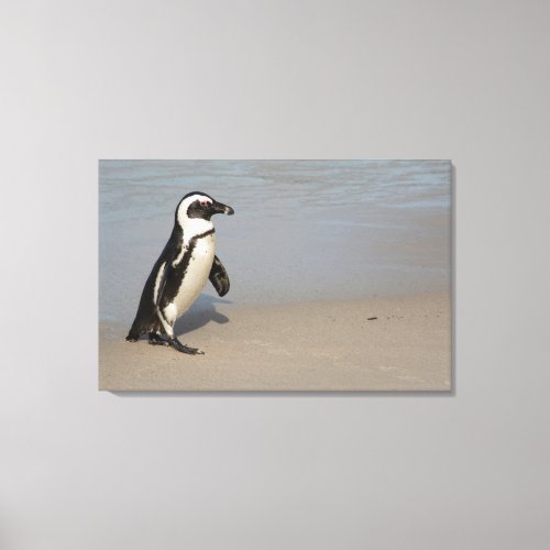 African Penguin Walking Canvas Print